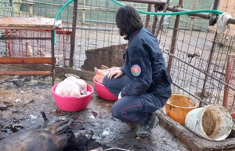 Macellazioni abusive di ovini a Castelfiorentino: tre denunciati