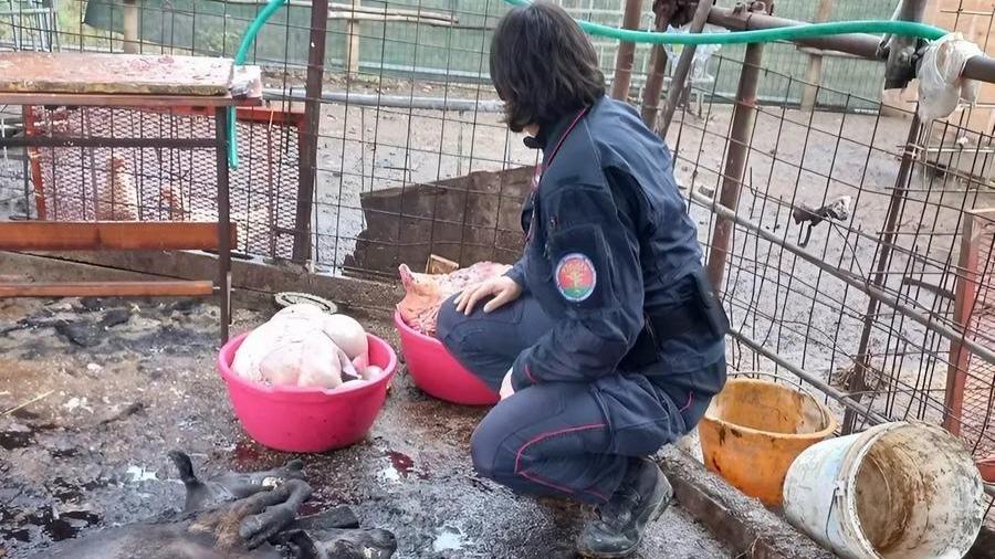 Macellazioni abusive di ovini a Castelfiorentino: tre denunciati