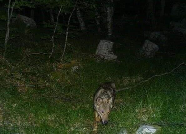 Un lupo sulle Apuane