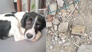 Cani uccisi a bastonate a Piombino, gli animalisti sporgono denuncia