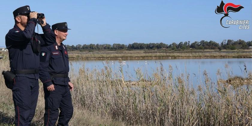 Storni e testuggini ancora vive: denunciati 3 bracconieri sorpresi a Molentargius