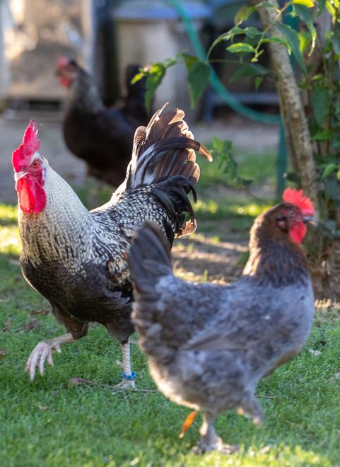 Ostellato, aviaria: 688mila euro di indennizzo alla ditta per le galline abbattute