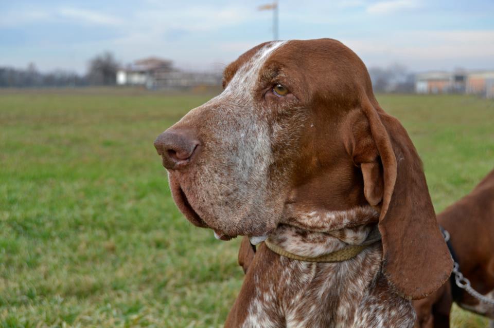 Il bracco Ulisse primo nel mondo 