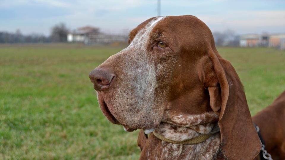 Il bracco Ulisse primo nel mondo