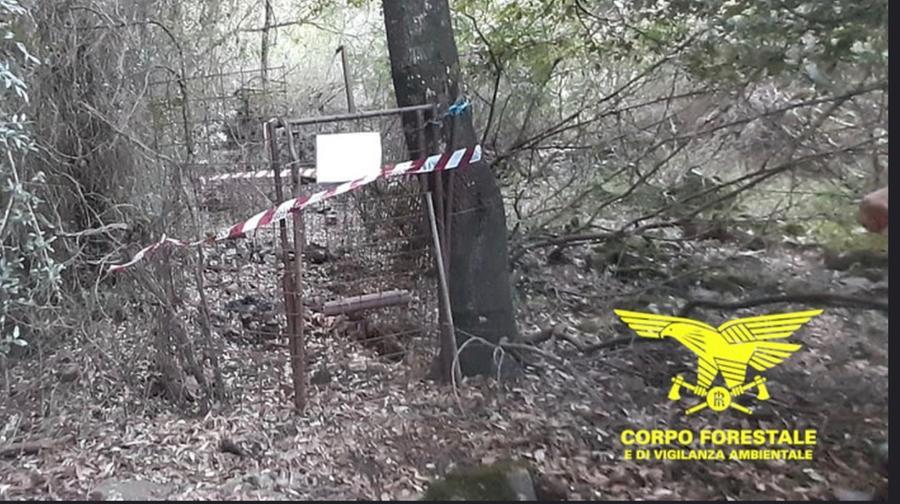Catturava cinghiali per organizzare battute di caccia a pagamento, un denunciato