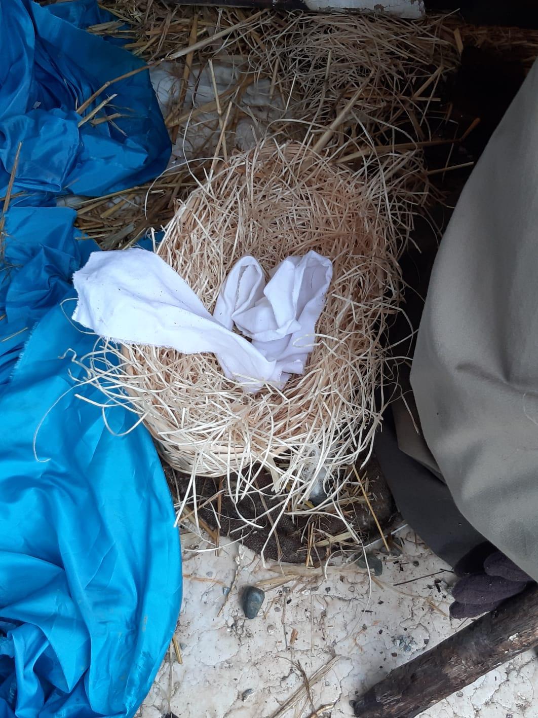Banda di vandali ruba Gesù bambino, devasta il presepe e la casetta dei don