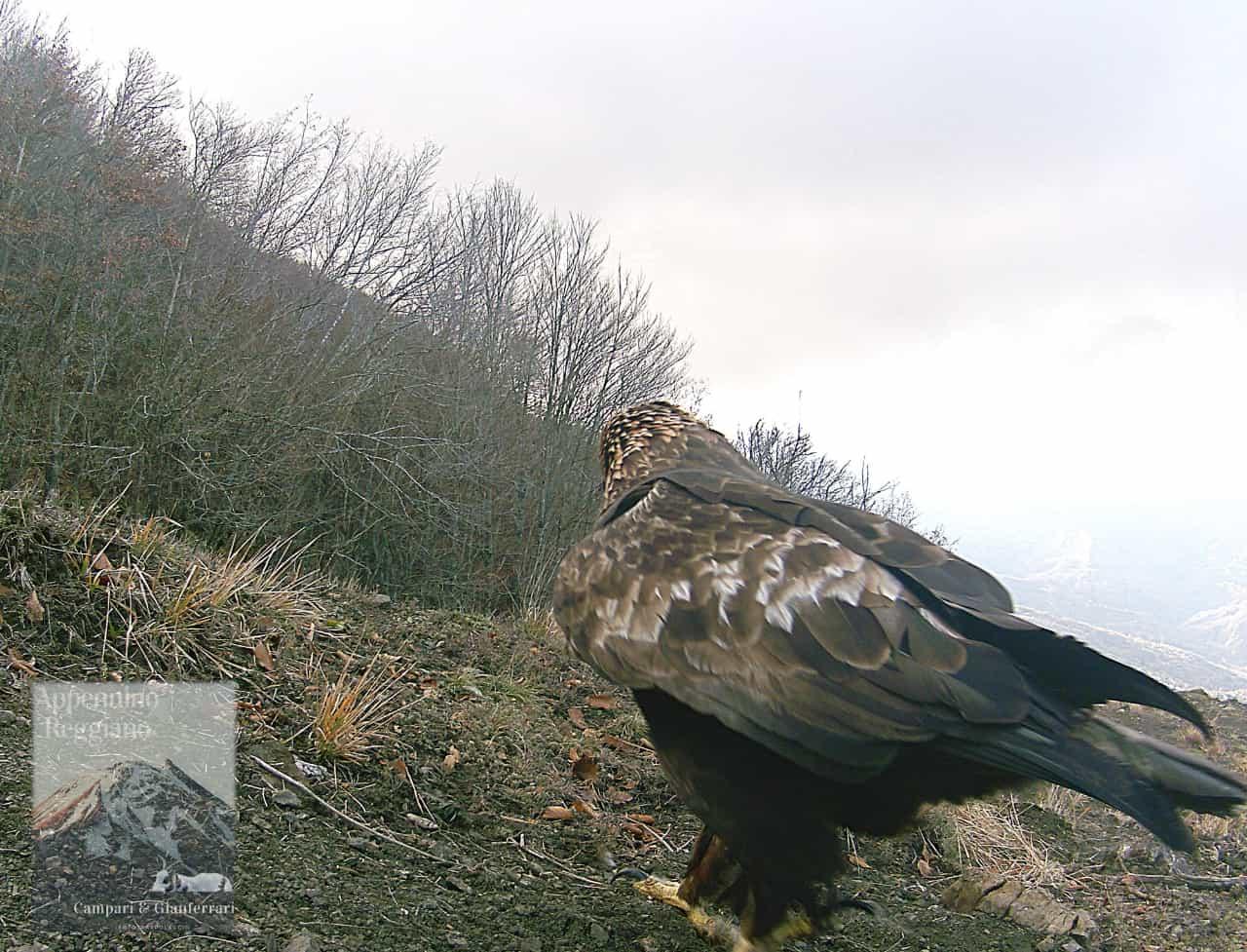 L’aquila sul Crinale nella splendida foto di Gianferrari