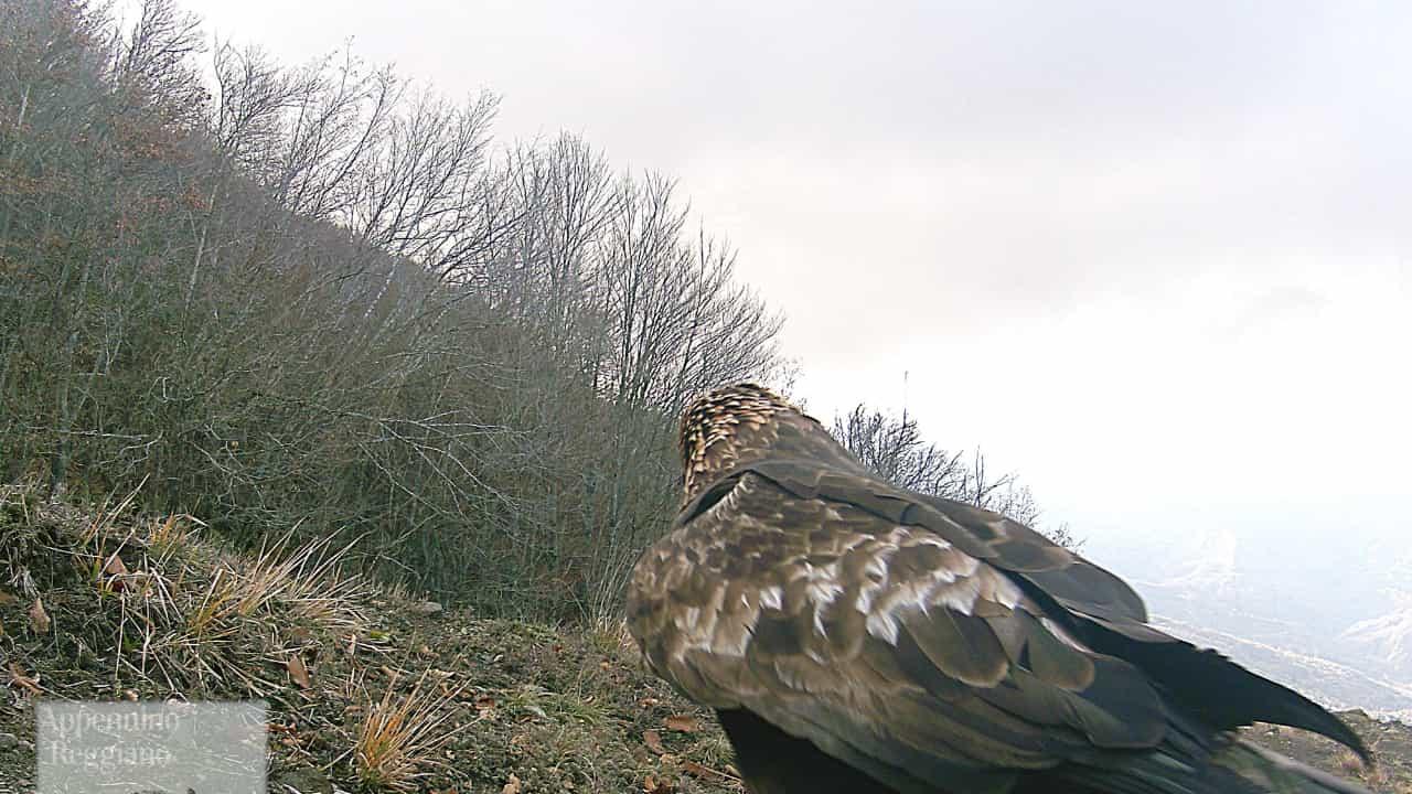 L’aquila sul Crinale nella splendida foto di Gianferrari