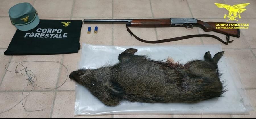Sorpresi mentre caricano in auto un cinghiale catturato al laccio: denunciati 2 bracconieri a Villaputzu