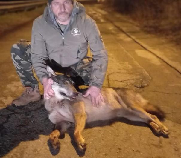  La denuncia del Centro “Il Pettirosso” lupetta investita in una strada della provincia mentre fuggiva spaventata dai botti