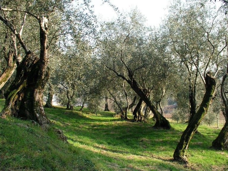 
	Olivi (foto d'archivio)

