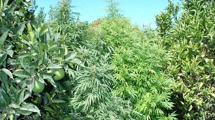 In giardino una mini piantagione di marijuana, arrestato a Sassari 
