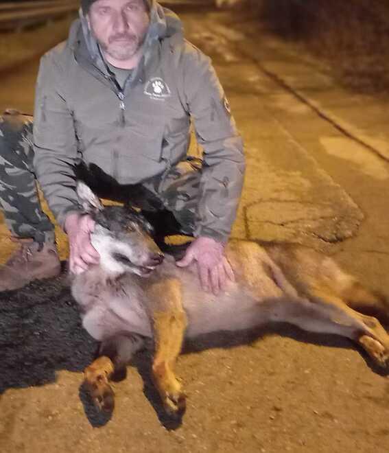 Modena. Lupa spaventata dai botti muore investita Piero Milani: «Nessun controllo dei divieti» 