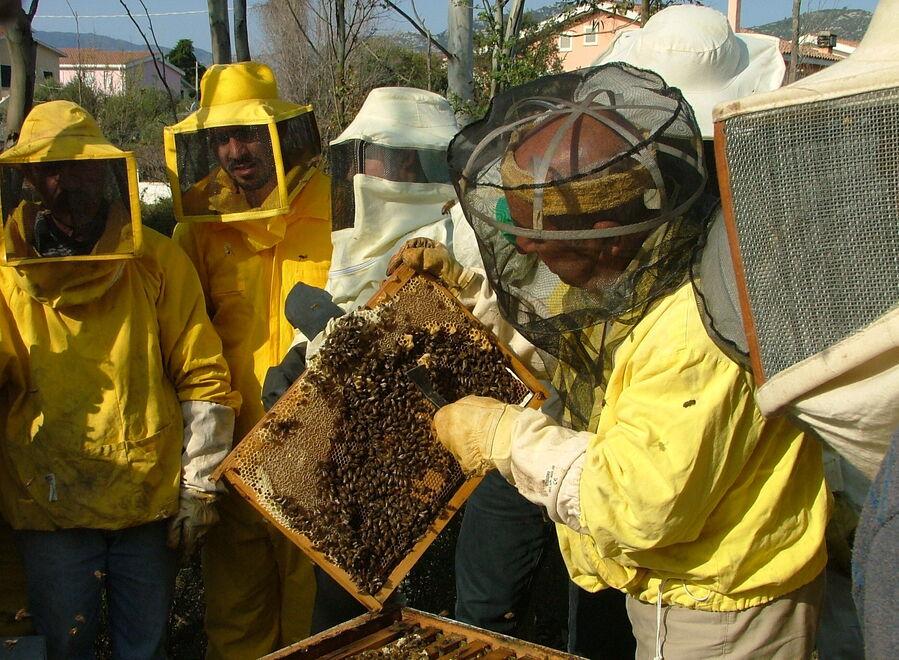 Apicoltura, arrivano i finanziamenti