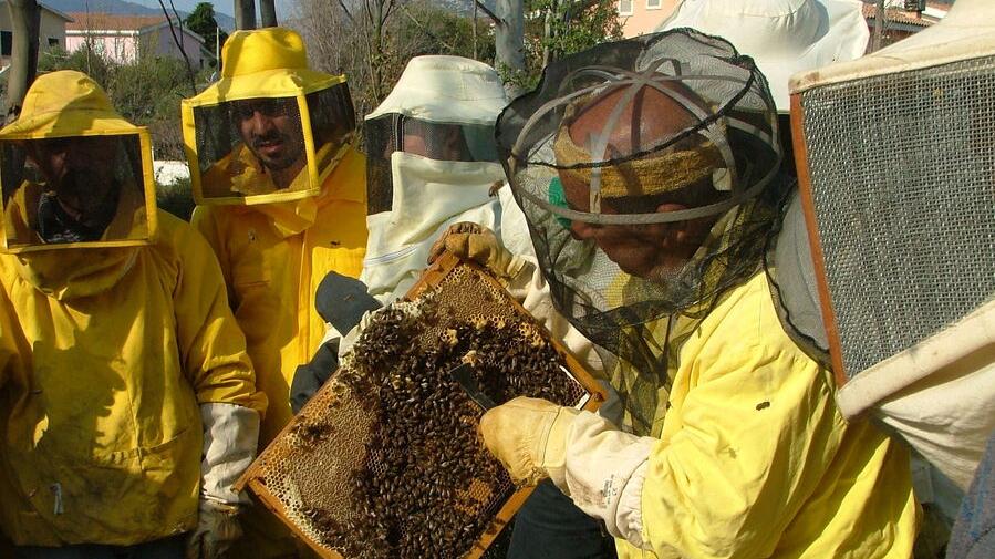 Apicoltura, arrivano i finanziamenti