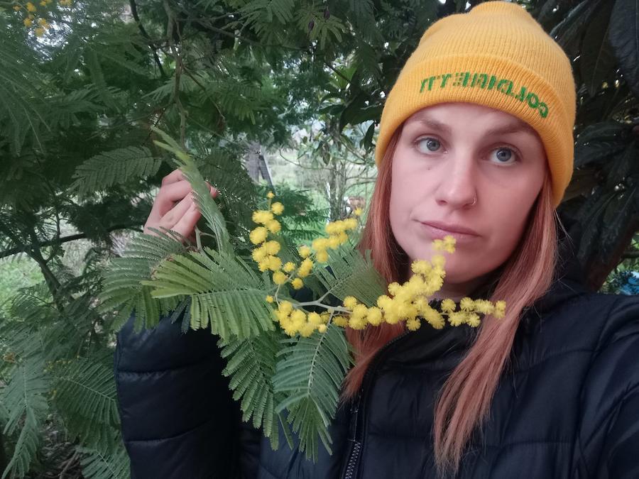 Clima, imprenditrice aretina: «La mia mimosa è già clamorosamente fiorita»