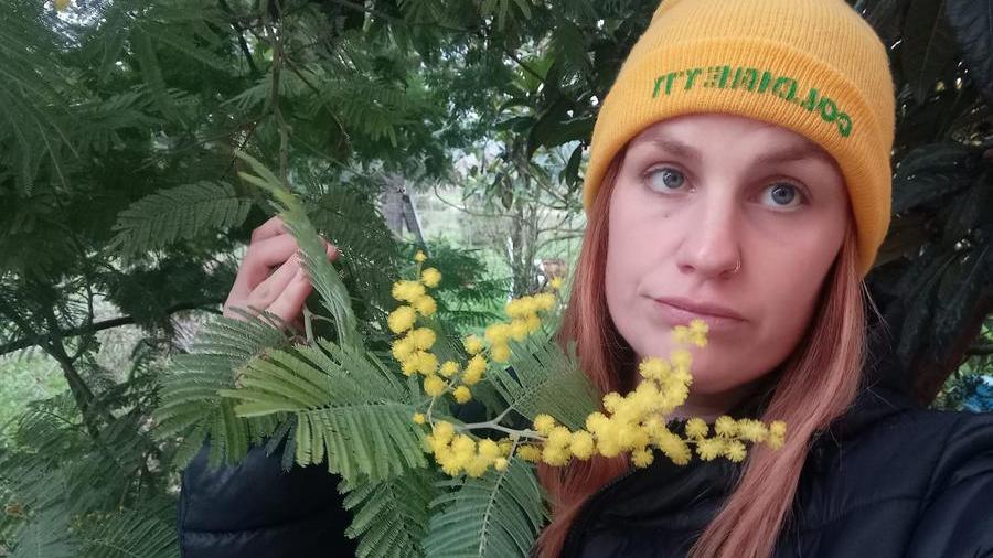 Clima, imprenditrice aretina: «La mia mimosa è già clamorosamente fiorita»