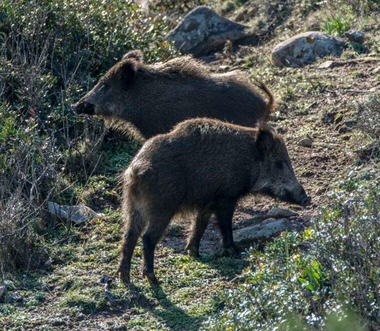 Il piano di abbattimenti è legge, il Grig: «È un far west calibro 12» 