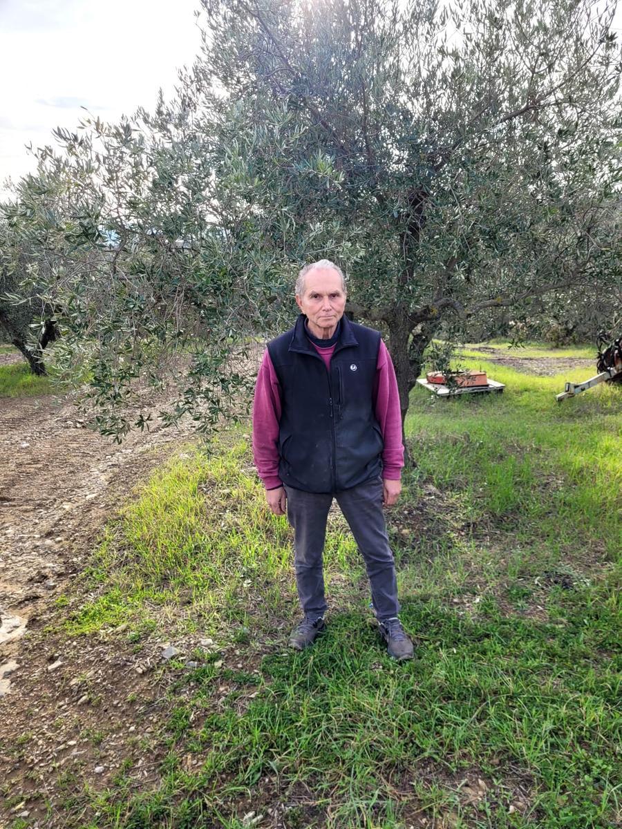 Oliveti intensivi e super intensivi: «Rischi molto seri per l’Evo Igt»