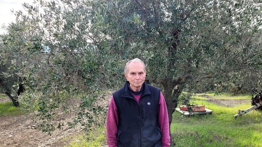 Oliveti intensivi e super intensivi: «Rischi molto seri per l’Evo Igt»