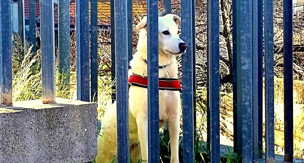 Ragazzo di Romana ritrova la voglia di vivere con le passeggiate insieme a “Nube”