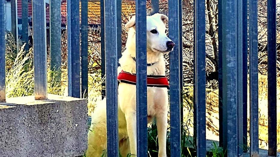 Ragazzo di Romana ritrova la voglia di vivere con le passeggiate insieme a “Nube”