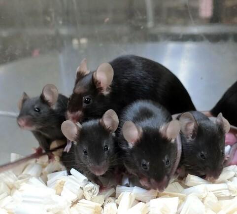 «La mia ricerca etica per riuscire ad evitare sofferenze agli animali»