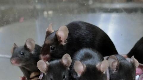 «La mia ricerca etica per riuscire ad evitare sofferenze agli animali»