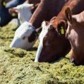 Copparo. No all’allevamento di bestiame: «Troppo vicino ai centri abitati» 