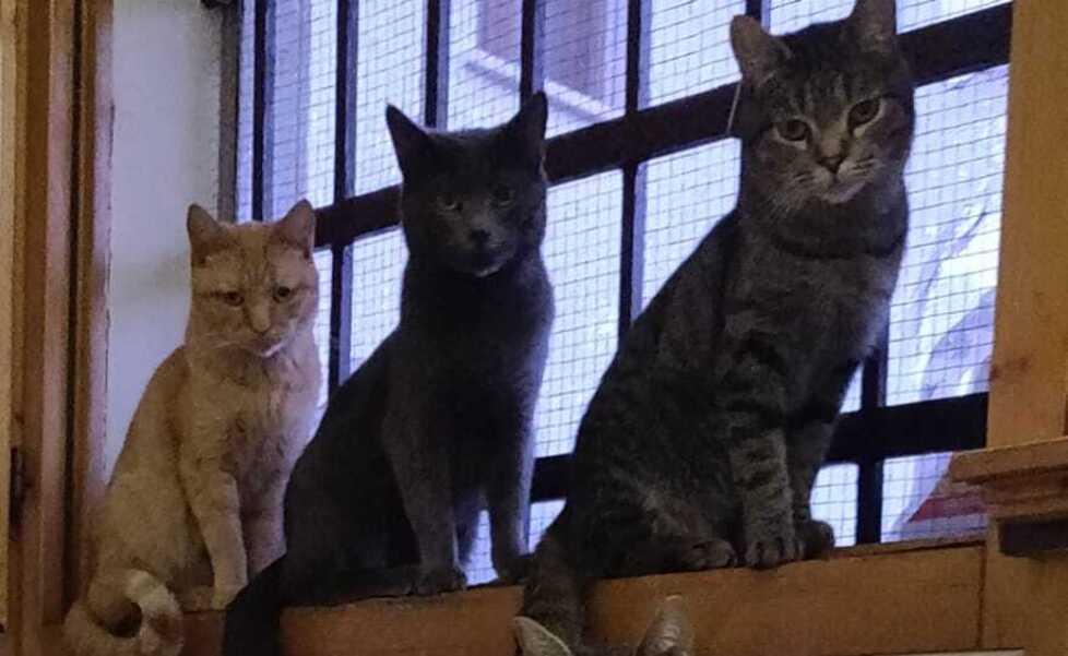 Masi Torello. Sfrattata assieme ai gatti 