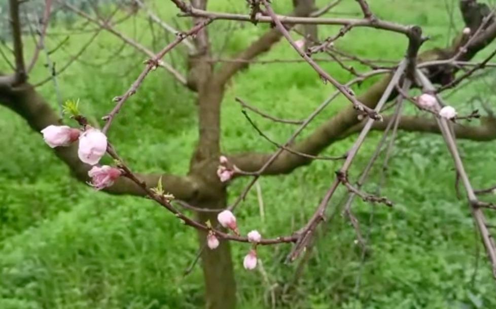 Clima in cortocircuito: in Toscana peschi in fiore e verdure da buttare per le alte temperature