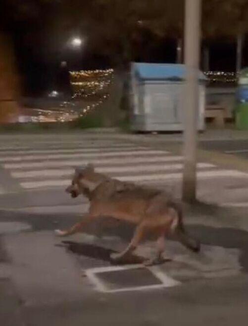 C’è un lupo a Salivoli, il biologo Lucchesi: «Potrebbe essere uno dei cuccioli nati a maggio»