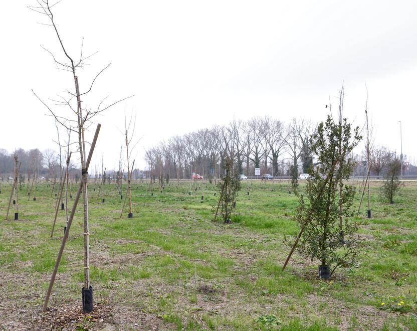 Ferrara, oltre 4mila nuovi alberi nel 2022: «Risultato mai raggiunto»