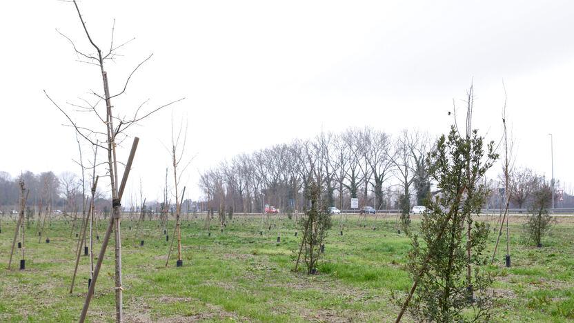 Ferrara, oltre 4mila nuovi alberi nel 2022: «Risultato mai raggiunto»
