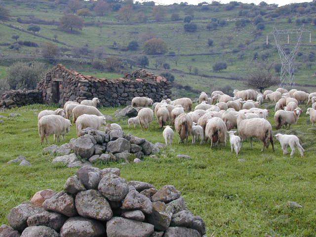 
	Un gregge di pecore nelle campagne sarde (archivio)

