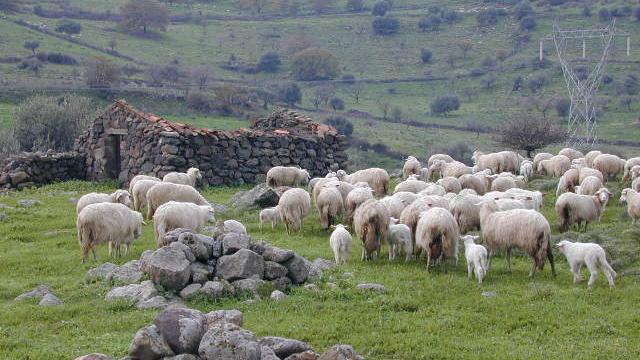 Un gregge di pecore nelle campagne sarde (archivio)