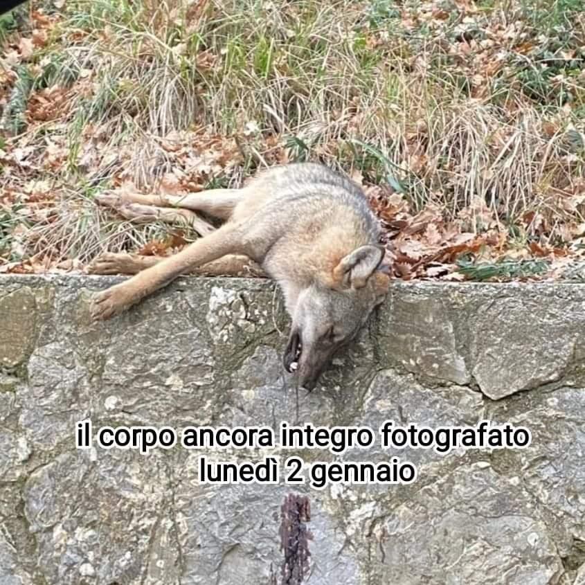 
	Foto inviata dalla Lega nazionale per la difesa del cane di Grosseto

