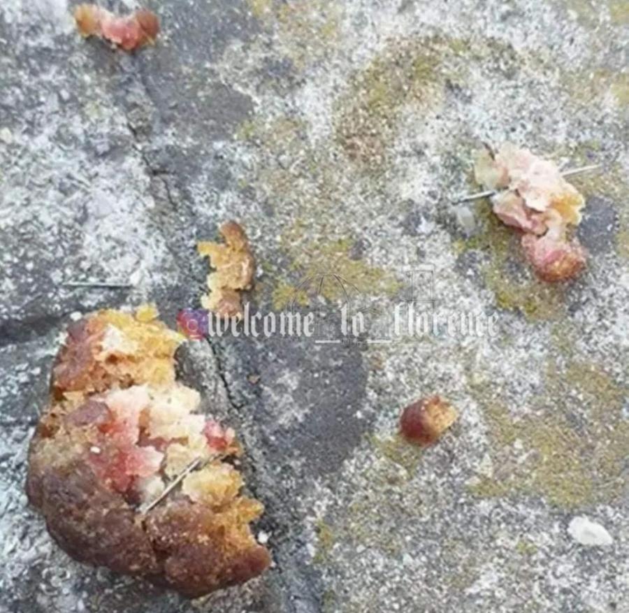 Ancora bocconi avvelenati: dopo i sei cani uccisi, segnalate polpette con i chiodi a Novoli