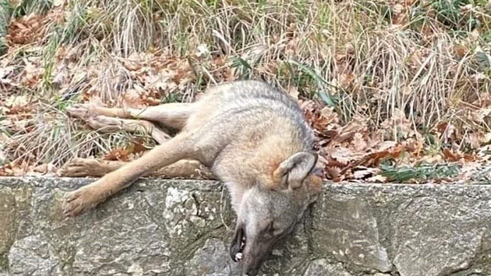 Lupa mutilata per un “trofeo”: choc alle porte di Roccalbegna
