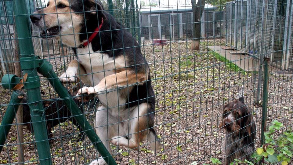 Un parco degli animali a Capezzana: via libera allo studio preliminare