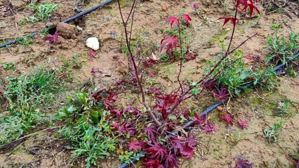 Raffica di furti nei vivai pistoiesi: in un mese rubati 20mila aceri