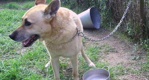 A Seravezza vietato tenere i cani legati a una catena