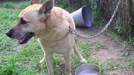 A Seravezza vietato tenere i cani legati a una catena