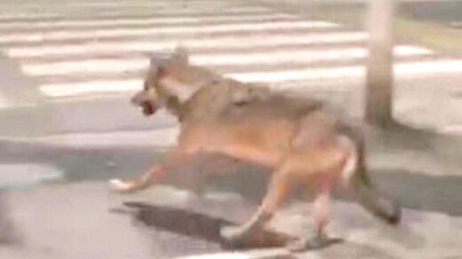 Lupi e cinghiali in città: «La colpa è di chi dà cibo ai selvatici»