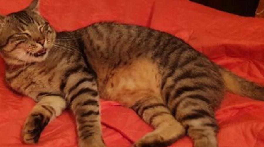 
	Il gatto Mitch

