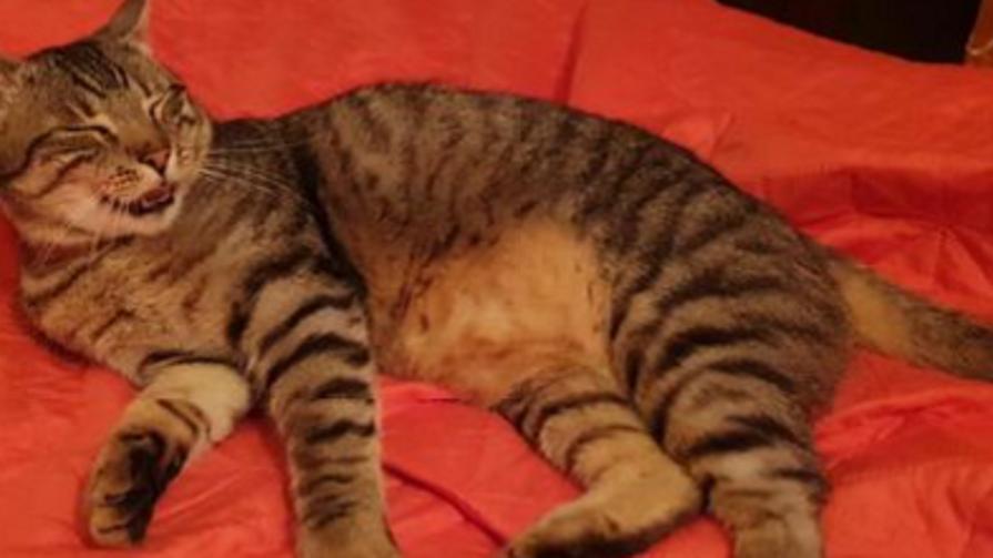 Il gatto Mitch