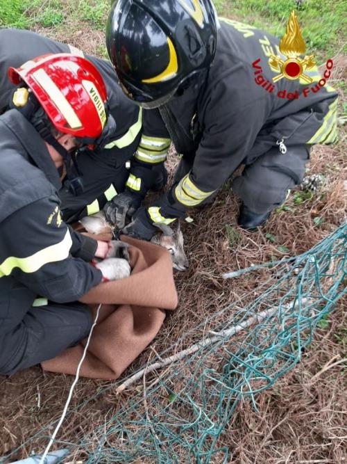
	Il cucciolo di muflone salvato dai vigili del fuoco a Sant'Andrea

