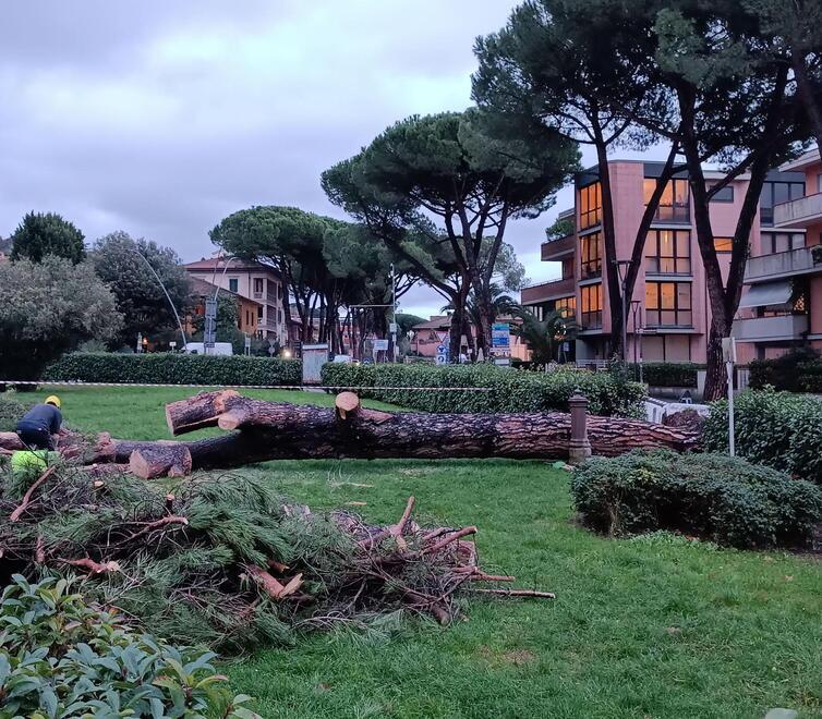 ll pino caduto nel giardino Anna Russo il 17 dicembre scorso