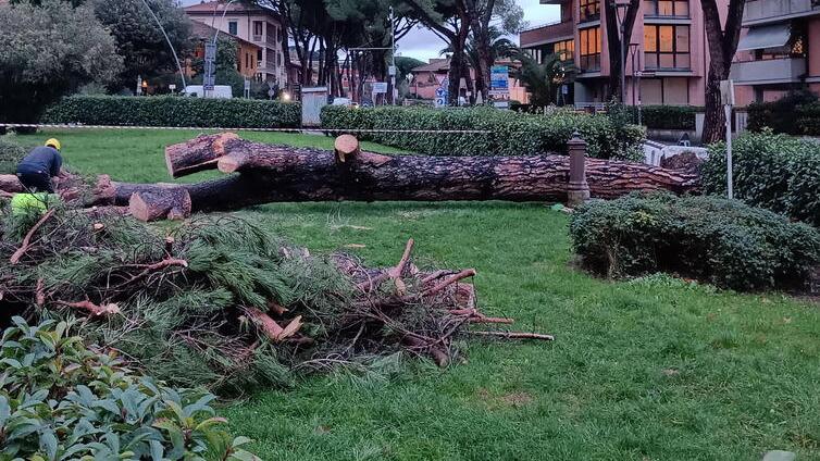 ll pino caduto nel giardino Anna Russo il 17 dicembre scorso