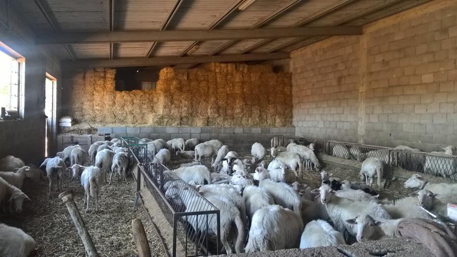 
	Allevamento di ovini. Per la Visna Maedi non c'&egrave; un piano di eradicazione obbligatorio

